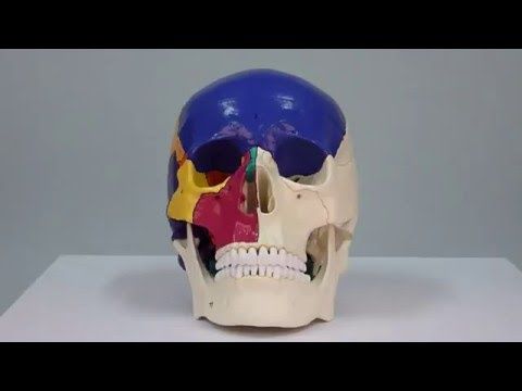 Crâne humain articulé coloré en 22 pièces Mediprem à 261,15 €