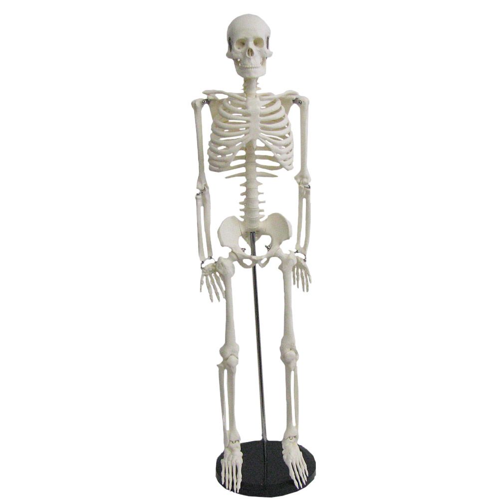 Modèle anatomique de squelette humain, taille 1/2, taille réelle, 85 cm :  : Commerce, Industrie et Science