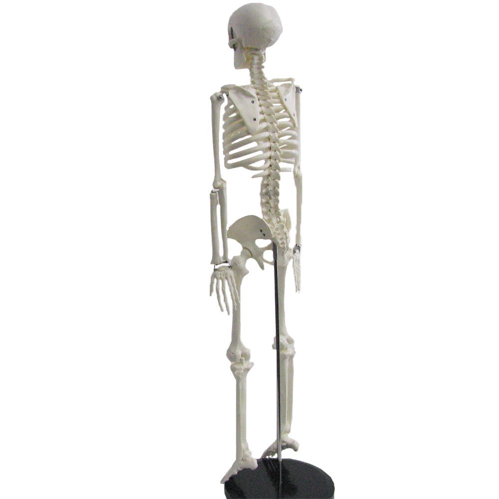 Modèle anatomique de squelette humain, taille 1/2, taille réelle, 85 cm :  : Commerce, Industrie et Science