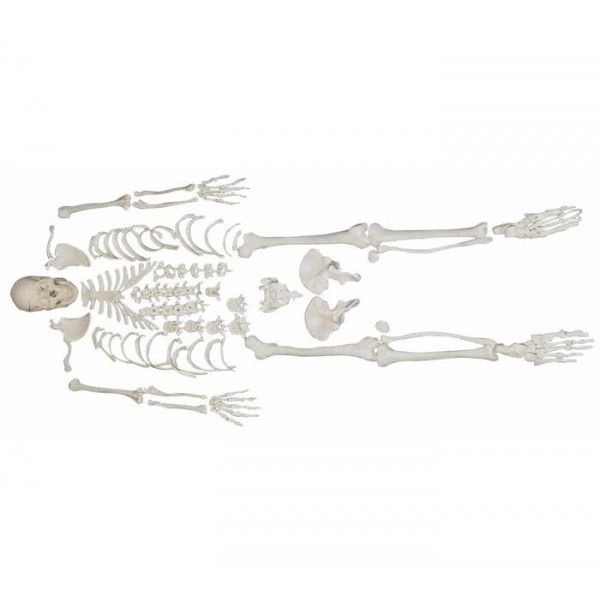 Squelette humain désarticulé