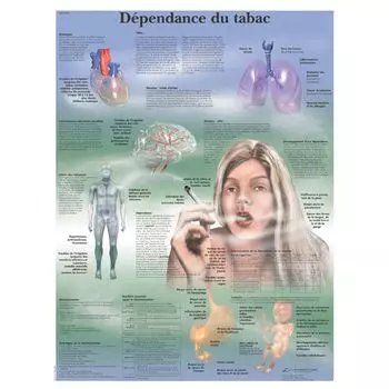 Planche anatomique la dépendance du tabac VR2793L