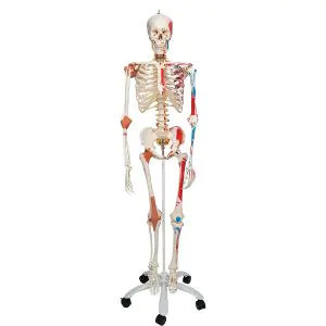 ETO - Modèle Squelette Structure d'os de corps humain de PVC de